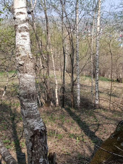 Участок 9 сот. (СНТ, ДНП)