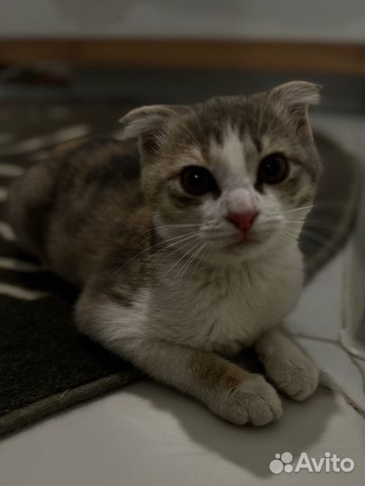 Вислоухая, девочка