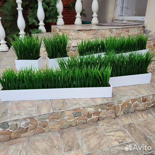 Зелень, трава Осока на основе и в ящике/кашпо Т