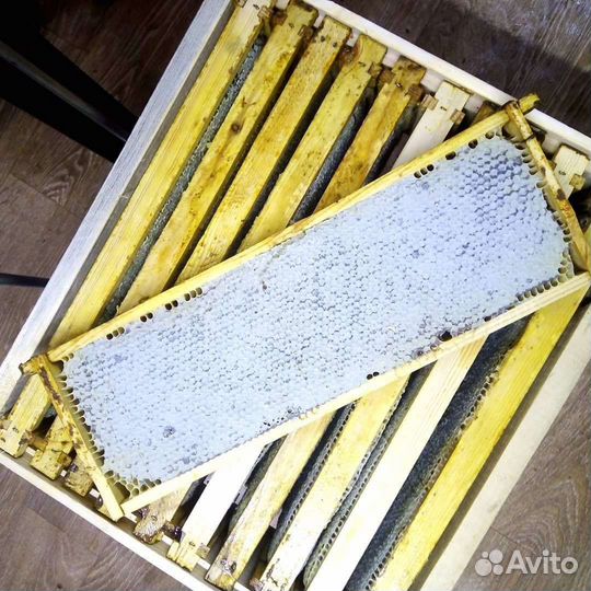 Рамка меда в сотах