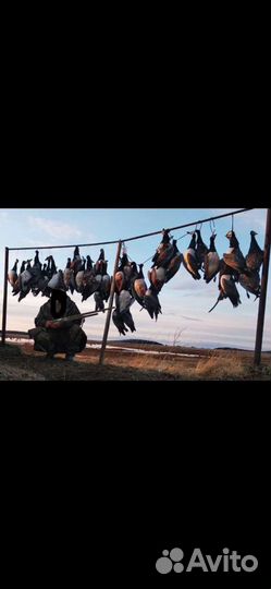 Охота на гуся