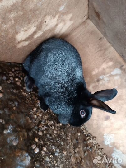 Кролик девочки