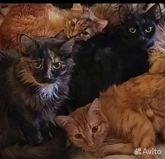 Кошки в дар бесплатно