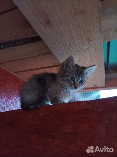 Отдам в добрые руки