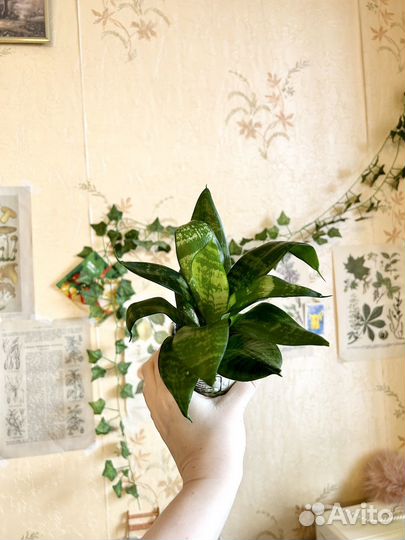 Сансеверия Ханни Грин