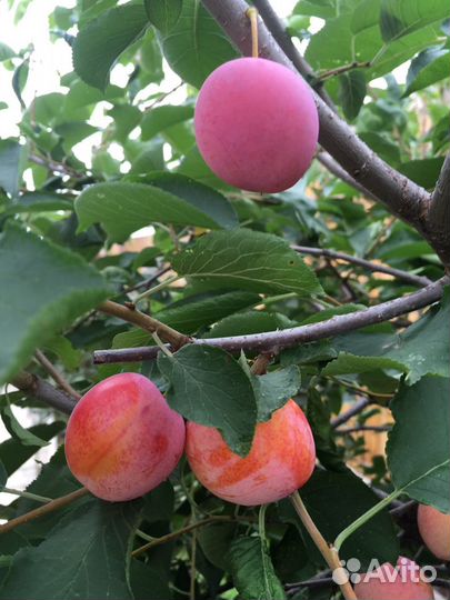 Саженцы сливы уральской медовой