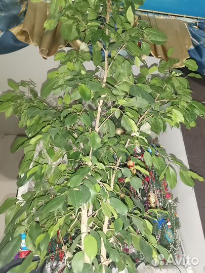 Фикус бенджамина большой