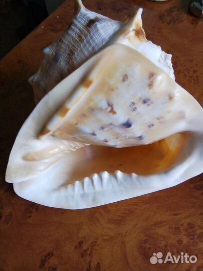 Раковина моллюска