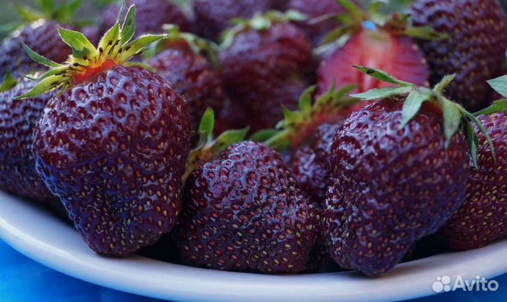 Саженцы клубники Черный лебедь