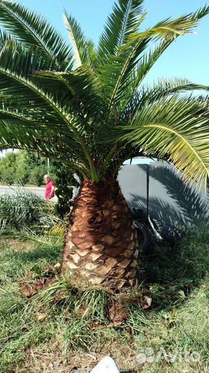 Срез коры пальмы.Кора пальмы