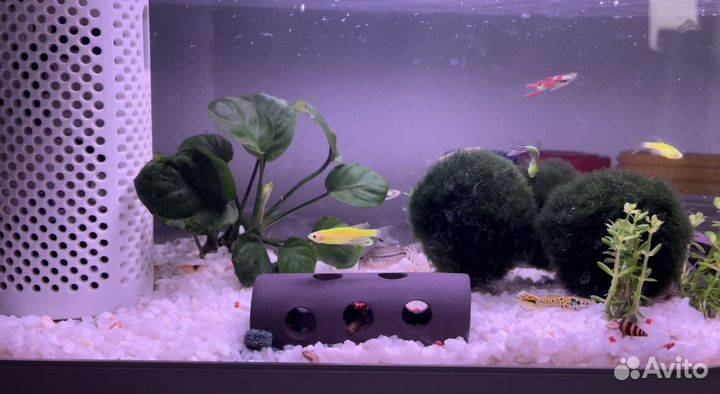 Умный аквариум Xiaomi