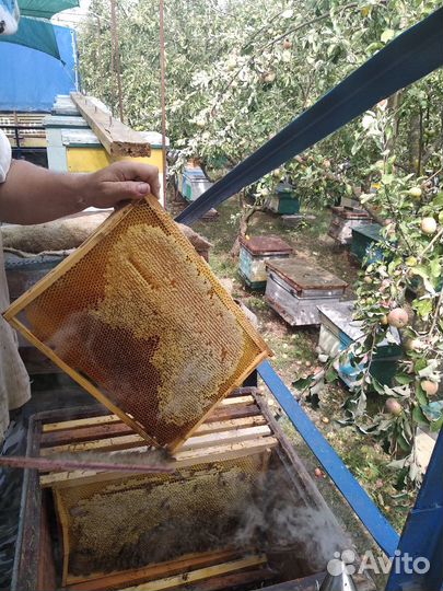 Мёд липовый,майский,разнотравье,подсолнечн