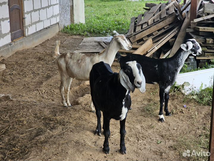 Нубийские козы