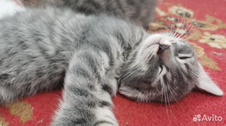 Котята турецкой ангоры