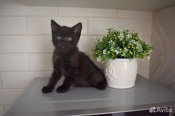 Шотландская