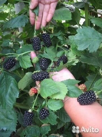 Ежевика самая сладкая бесшипная Джамбо, Гай