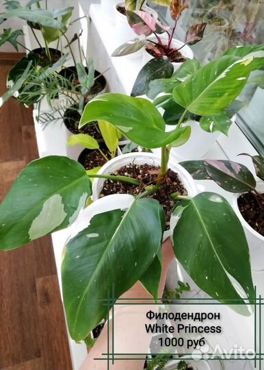 Филодендроны