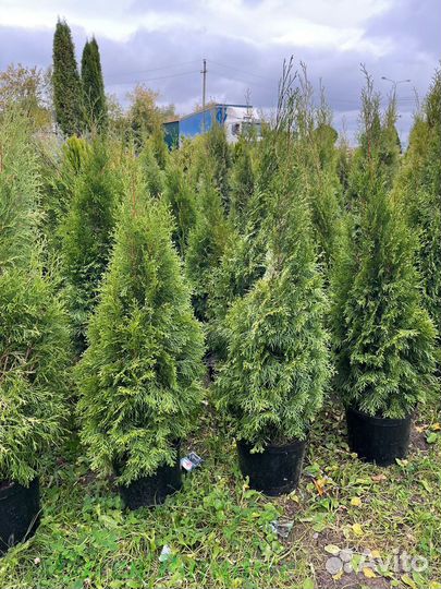 Туя Смарагд extra