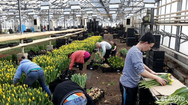 Рабочий в теплицу