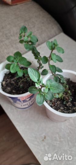 Мята шоколадная