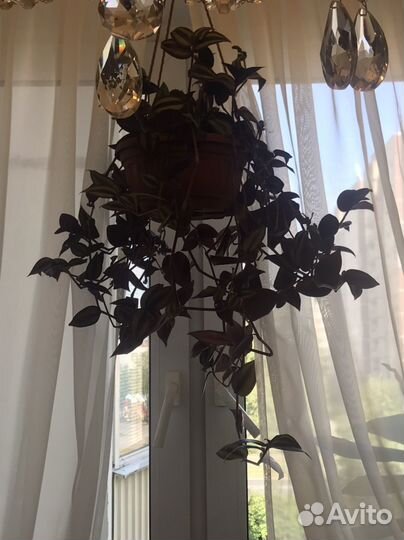 Домашние растения цветы