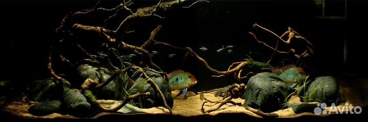 Консультация и обслуживание аквариума