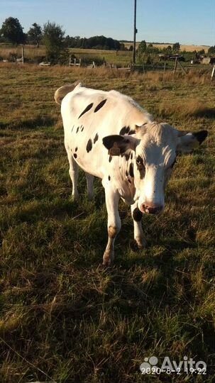 Продам телку Голштинской породы