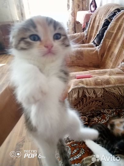 Котята и кошка