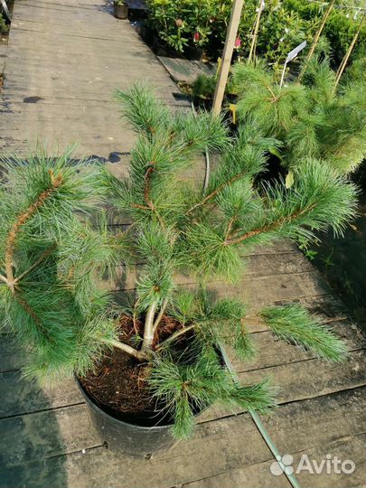 Кедровый стланик (С35)