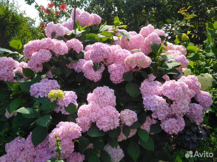 Самая эффектная гортензия