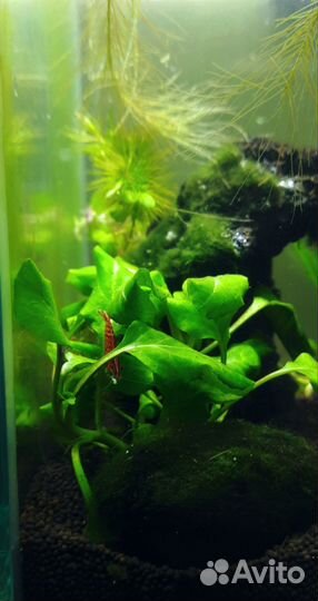 Аквариум куб