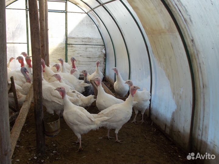 Домашнее инкубационное яйцо