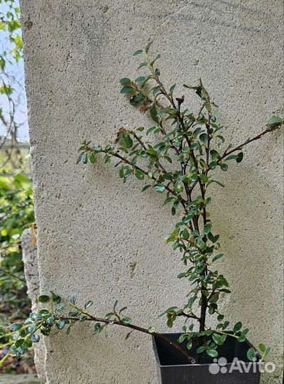 Растения садовые, зкс