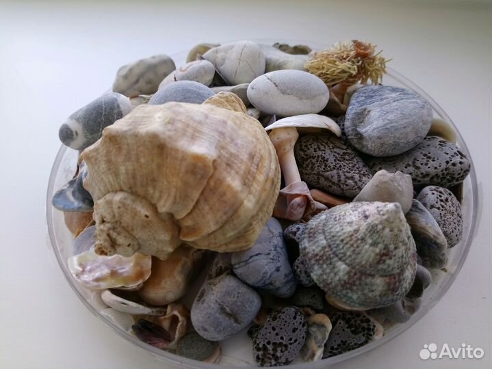 Ракушки и камушки для творчества