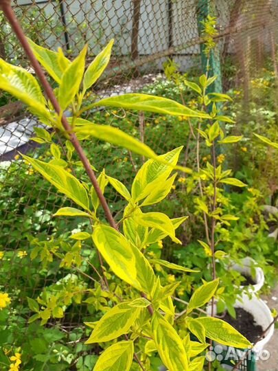 Дёрен белый 