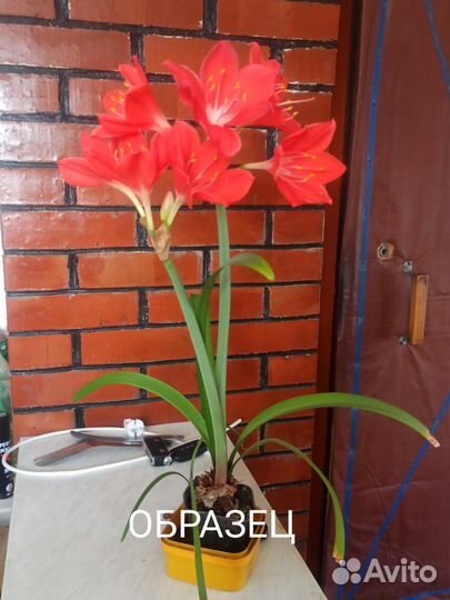 Гиппеаструм