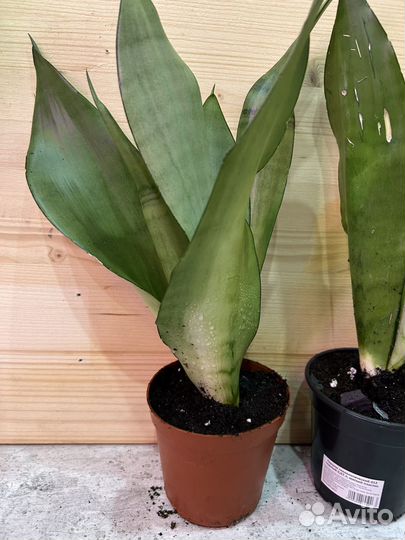 Сансевиерия муншайн серебро