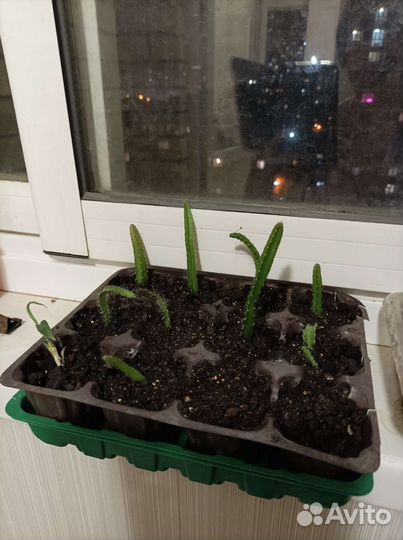 Питахайя розовая, белая и желтая