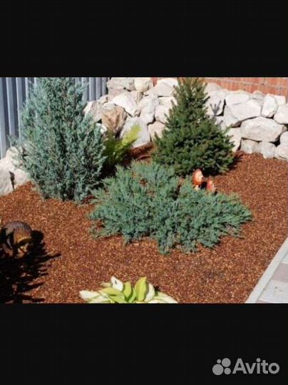 Мульча. Скорлупа кедрового ореха