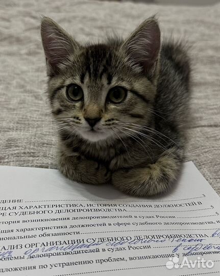 Найден котенок