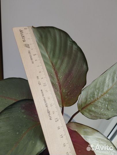 Калатея Сильвер плейт