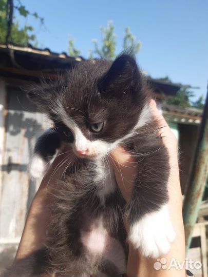 Котята в хорошие руки