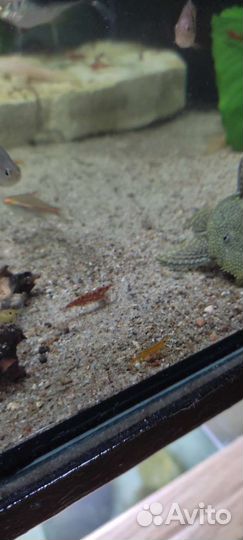 Рыбки креветки