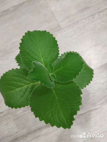 Плектрантус