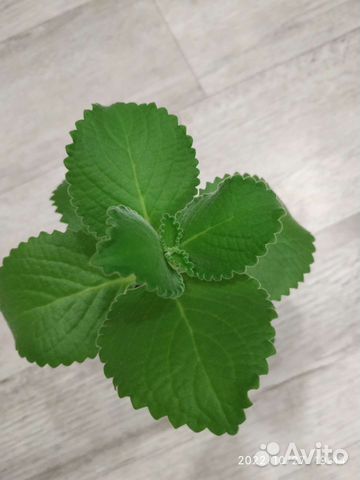 Плектрантус