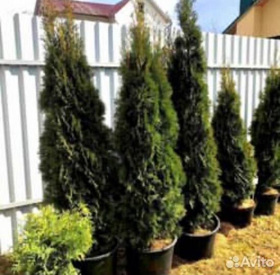 Туя смарагд Премиум -экстра качество