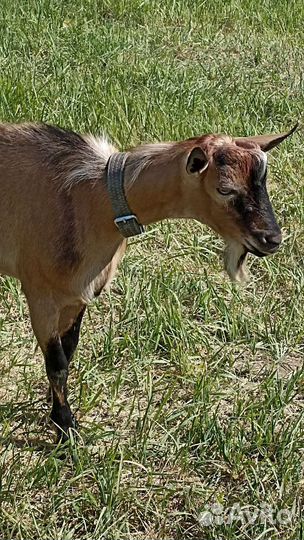 Козел на вязку