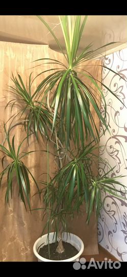 Большие комнатные цветы