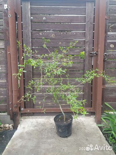 Ива извилистая свердловская