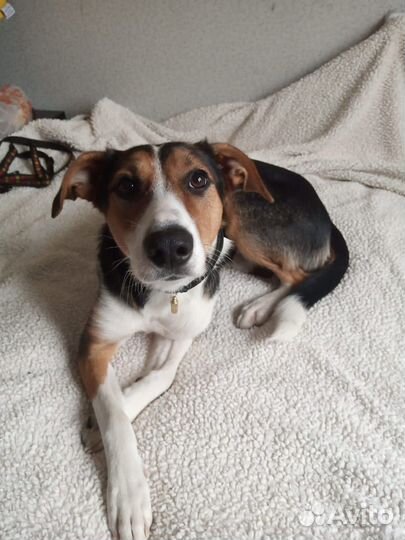 Собака в добрые руки